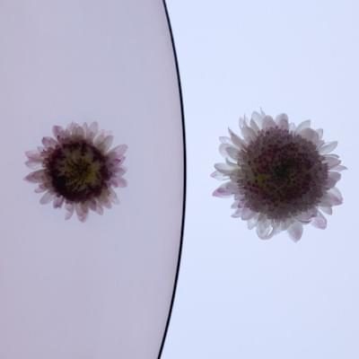 Transparences éphémères - Reine-marguerite 2 carré.jpg